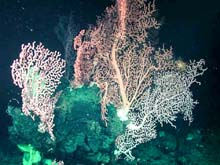 Bubblegum coral ( Paragorgia arborea ) 2.5 meters (8 feet) in height were not uncommon at the crest of the Davidson Seamount