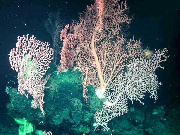 Bubblegum coral (Paragorgia arborea) 2.5 meters (8 feet) in height were not uncommon at the crest of the Davidson Seamount (1257 meters). 