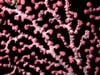 A close-up of bubblegum coral (Paragorgia arborea) with small blue scale worms.