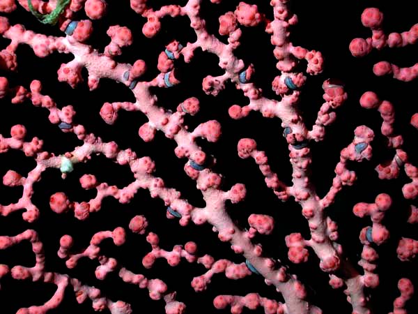 Close-up of bubblegum coral