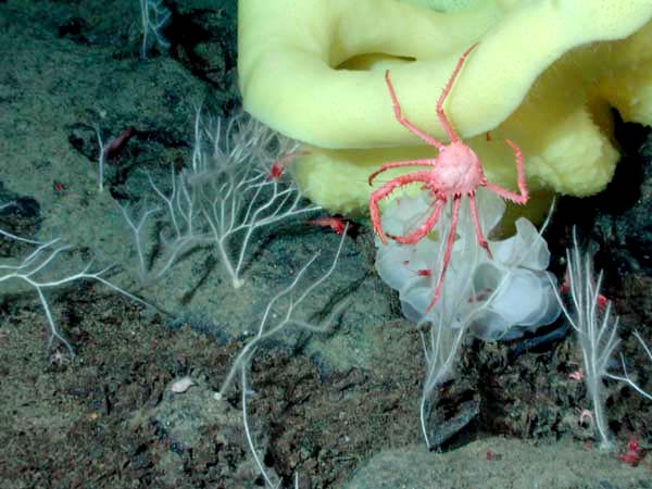 Red vermillion crab (Paralomis verrilli) dangling off a yellow sponge, amidst a white sponge, white coral, shrimp, brittle stars, and an isopod on the Davidson Seamount (1360 meters).