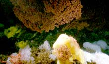 Large Bubblegum corals, bright yellow Picasso sponges, white ruffle sponges, basket stars, plus other animals cover the highest peaks of the seamount. 