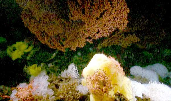 Large Bubblegum corals, bright yellow Picasso sponges, white ruffle sponges, basket stars, plus other animals cover the highest peaks of the seamount.