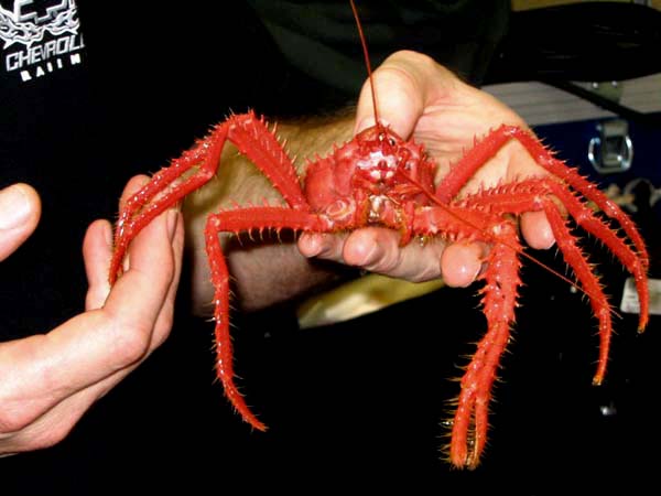 This bright red Lithodid crab is in the same family as king crabs.