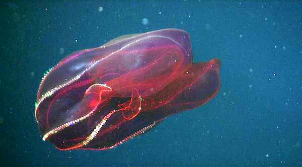 The red lobate comb jelly