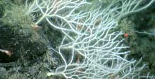White branching sponge that looks like a coral.