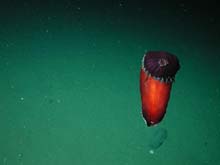 A red flat Spanish dancer sea cucumber (Benthodytes sp.) is hovering at 2789 meters depth on the Davidson Seamount.