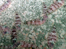 On Daikoku seamount, flatfish are very abundant on sediments.