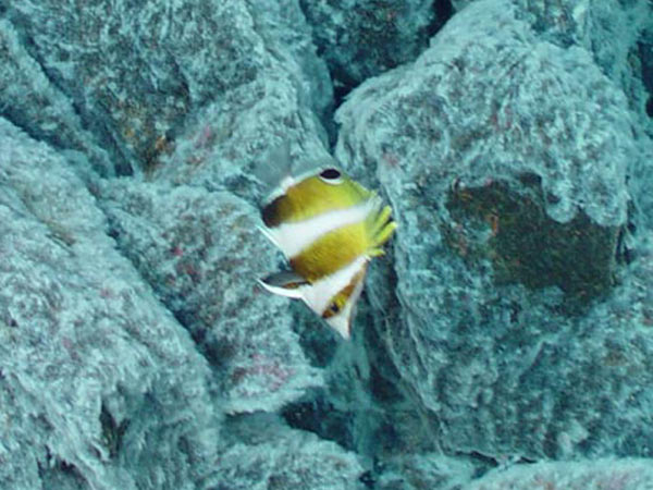 On East Diamante seamount, a banded butterfly fish hovers over a white mat of bacterial filaments.