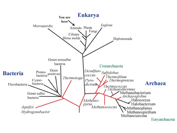 This is the universal phylogenetic tree based on a gene that we all have, the ribosomal RNA.