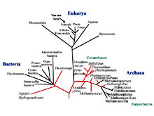 This is the universal phylogenetic tree based on a gene that we all have, the ribosomal RNA.