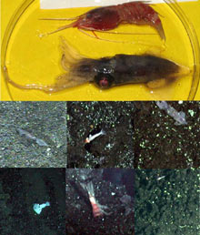 Some of the dead marine life observed on the seafloor at NW Rota-1.