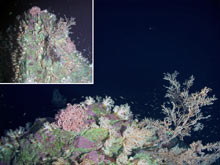 Pink basket stars, soft corals, sponges and tropical fish adorn Aquarium pinnacle at its shallowest point.