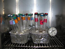 A handful of the more than 400 tubes of growth media cultured to try to mimic the diverse hydrothermal vent environments.