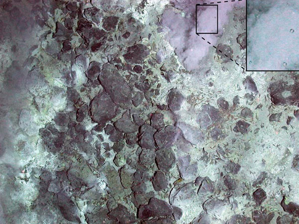 Acidic liquid carbon dioxide bubbles rise out of the seafloor at NW Eifuku volcano.