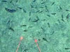 Discover a dense group of tonguefish on the sedimented seafloor at Daikoku.