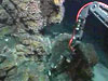 See how the two species of shrimp found here at NW Rota-1 volcano interact.