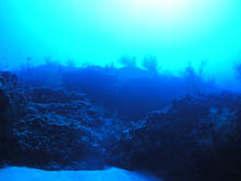 Black coral at 180 feet in the Au'au Channel, Maui Hawaii.