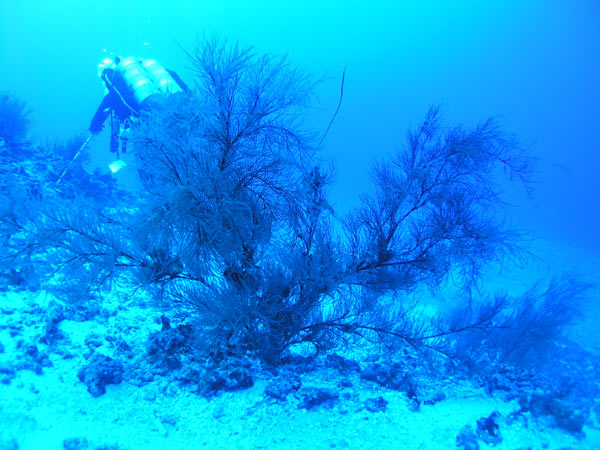 Black coral at 210 feet in the Au'au Channel, Maui Hawaii.