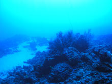 Black coral at 210 feet South Kona Hawaii.