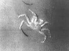 Laser line scan image of an Alaskan Red King Crab.
