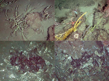 Four of 1,054 pictures of the sea floor