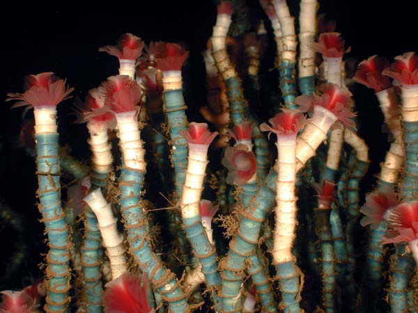 stained tubeworms