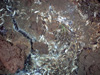 This image of tubeworms and a variety of mussel species was taken with the downward-looking still camera.