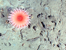 solitary coral-like polyp
