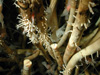 A close-up of a Lamellibrachia sp. community in the deep Gulf of Mexico.