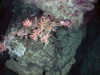 The pictures show madrepora coral with a sea star and purple sponges on carbonate boulders.