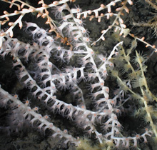 white bamboo coral