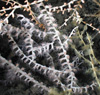 A white bamboo coral with extended polyps.