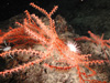 A red gorgonian from the Coral Garden.