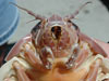 This giant isopod is a representative of one of approximately nine species of large isopods.