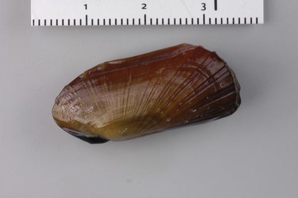 Bivalve mollusc 