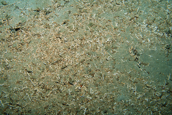 Coral debris at a cold seep site