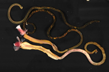 Vestimentiferan worms (marine tube worms)