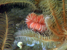 cup coral Desmophyllum. 