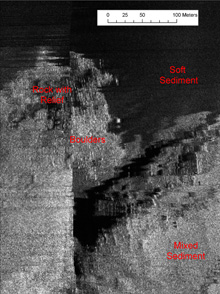 Side Scan Sonar imagery of the seafloor allowed us to target hard-bottom substrates.