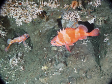 Rosethorn and Redbanded rockfish