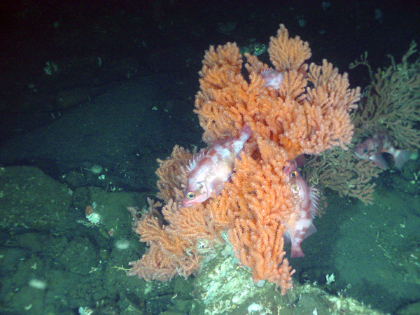 A


red tree coral