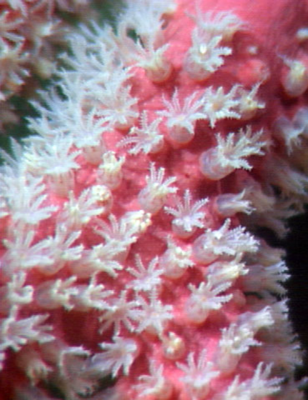 Close-up of octocoral Paragorgia polyps