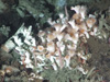 ome of the individuals in this Lophelia pertusa colony have their tentacles extended.