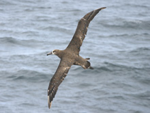 A black-footed albatross (Diomedea nigripes) glides across the ocean.