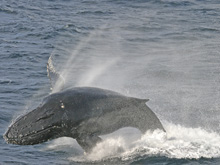 Humpback whale (Megaptera novaeangliae) breaching. 