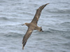 A black-footed albatross (Diomedea nigripes) glides across the ocean
