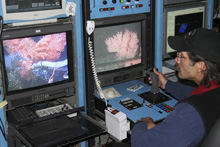Coral colonies come into view on the pilot's monitors