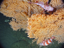 Primnoa colony 'ornamented' with rock fish