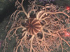 The basket star Gorgonocephalus sp. atop a boulder surrounded by a pink Stylaster sp. hydrocoral. 